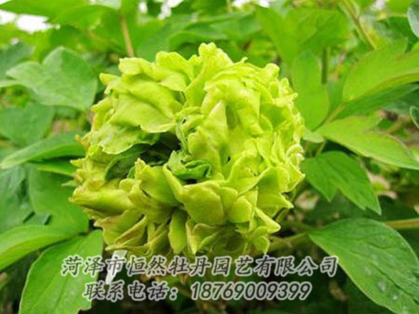 點(diǎn)擊查看詳細(xì)信息<br>標(biāo)題：綠色牡丹 閱讀次數(shù)：1321