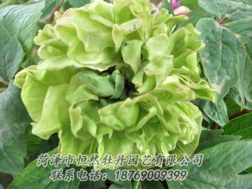 點(diǎn)擊查看詳細(xì)信息<br>標(biāo)題：綠色牡丹 閱讀次數(shù)：1403