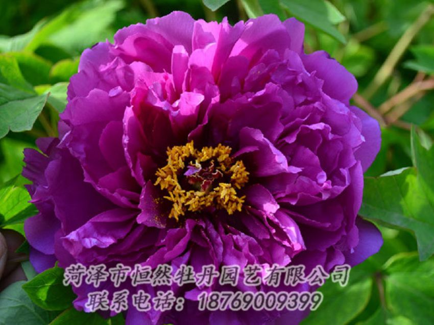 點(diǎn)擊查看詳細(xì)信息<br>標(biāo)題：紫色牡丹 閱讀次數(shù)：1486