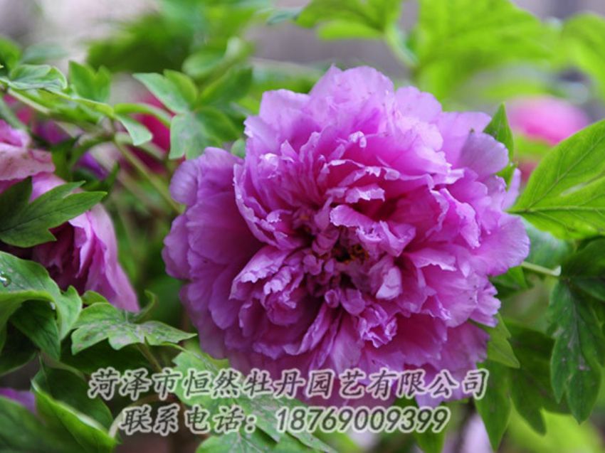 點(diǎn)擊查看詳細(xì)信息<br>標(biāo)題：紫色牡丹 閱讀次數(shù)：1438