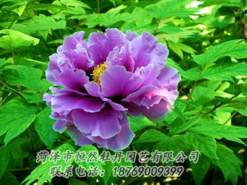 點(diǎn)擊查看詳細(xì)信息<br>標(biāo)題：紫色牡丹 閱讀次數(shù)：1384