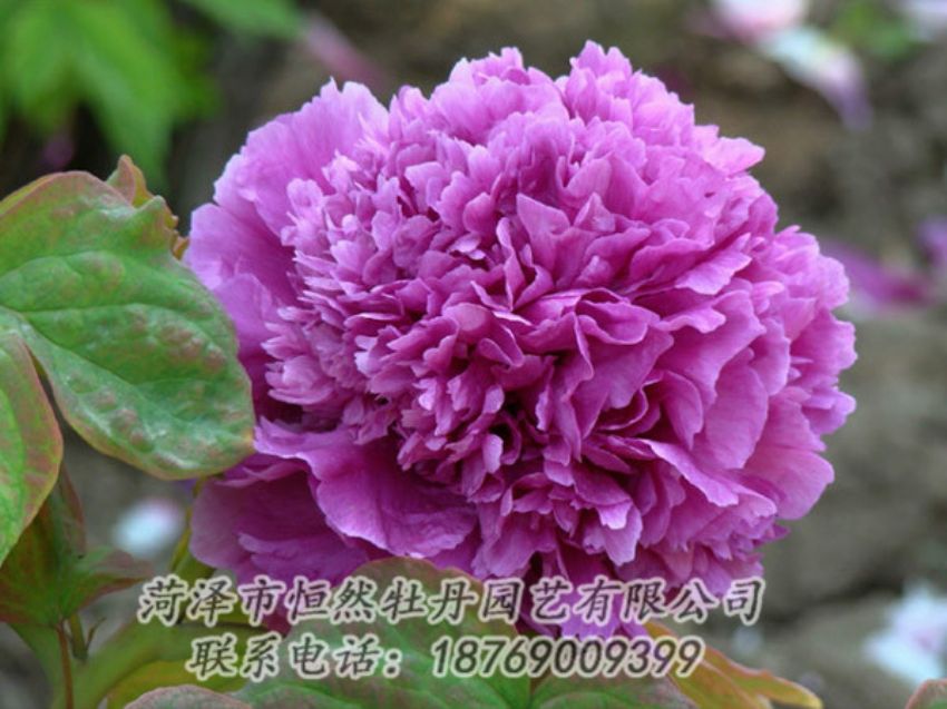 點(diǎn)擊查看詳細(xì)信息<br>標(biāo)題：紫色牡丹 閱讀次數(shù)：1847