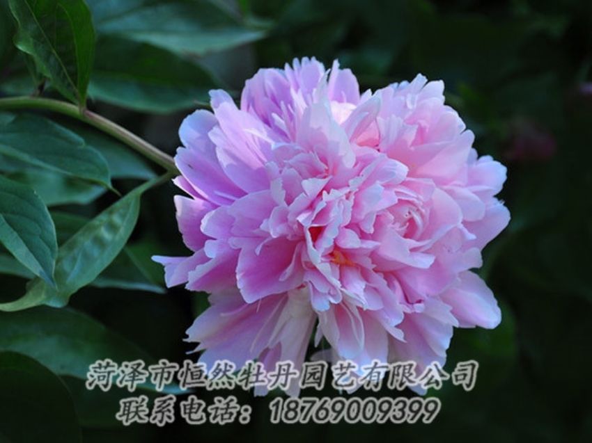 點(diǎn)擊查看詳細(xì)信息<br>標(biāo)題：紫色牡丹 閱讀次數(shù)：1861
