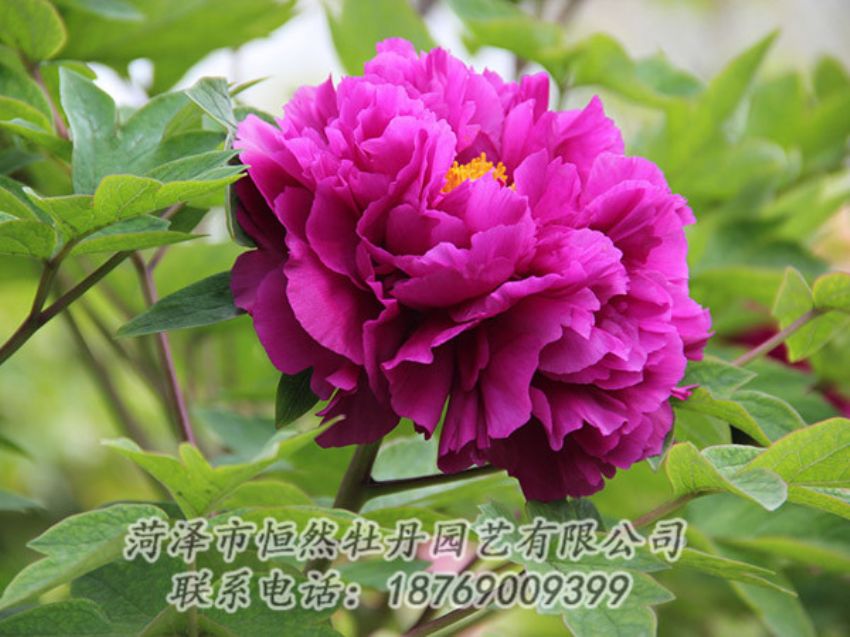 點(diǎn)擊查看詳細(xì)信息<br>標(biāo)題：紫色牡丹 閱讀次數(shù)：1928