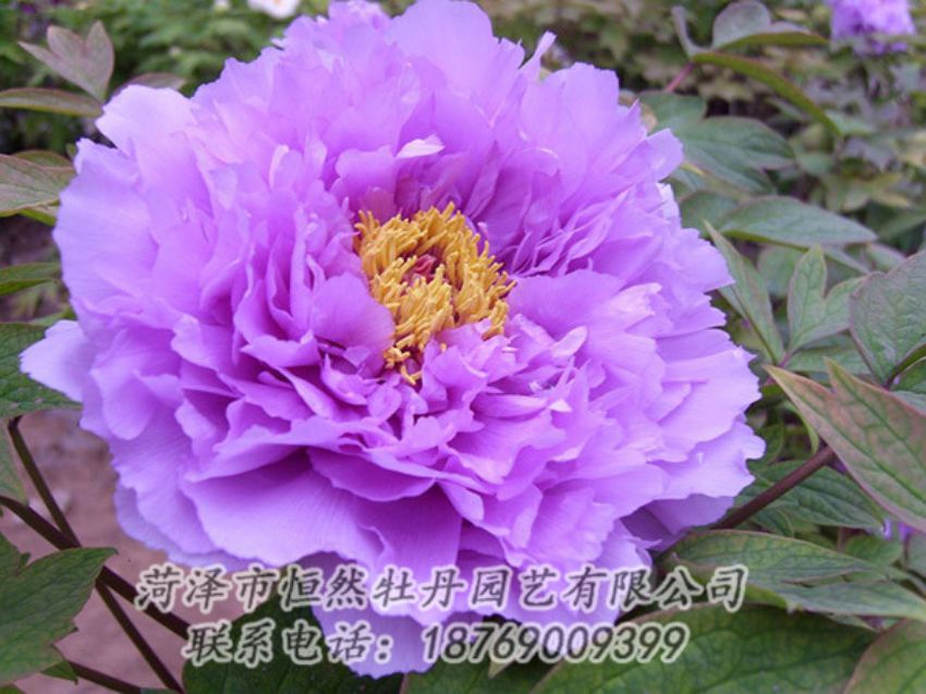 點(diǎn)擊查看詳細(xì)信息<br>標(biāo)題：紫色牡丹 閱讀次數(shù)：1941
