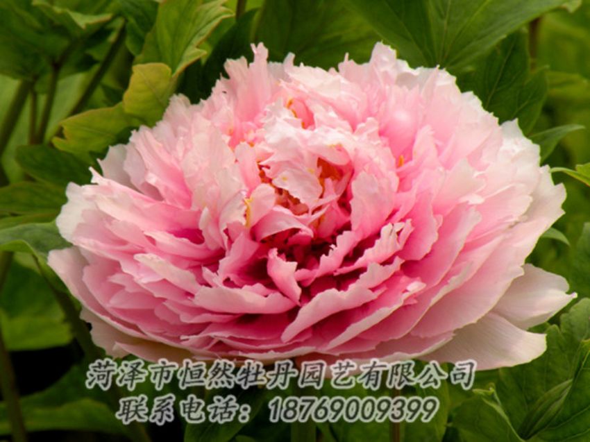 點擊查看詳細信息<br>標題：粉色牡丹 閱讀次數(shù)：2008