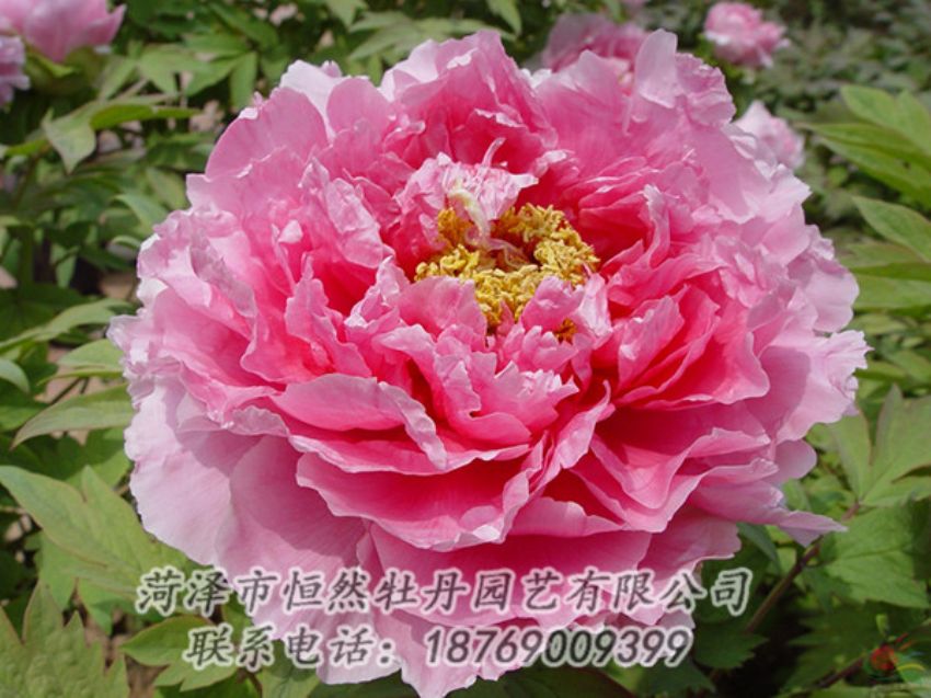 點擊查看詳細信息<br>標題：粉色牡丹 閱讀次數(shù)：1979