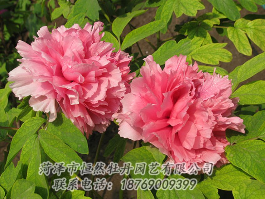 點擊查看詳細(xì)信息<br>標(biāo)題：粉色牡丹 閱讀次數(shù)：1860