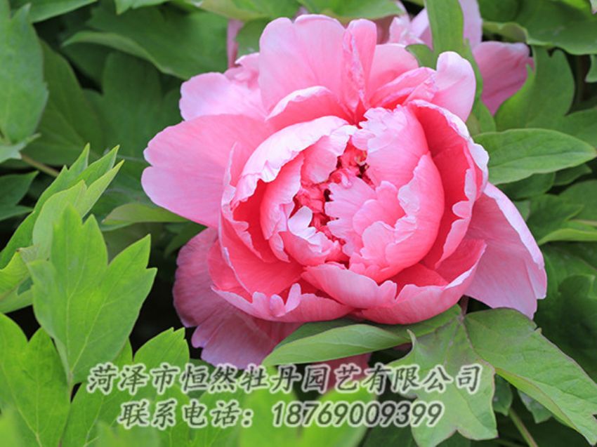 點擊查看詳細(xì)信息<br>標(biāo)題：粉色牡丹 閱讀次數(shù)：1816
