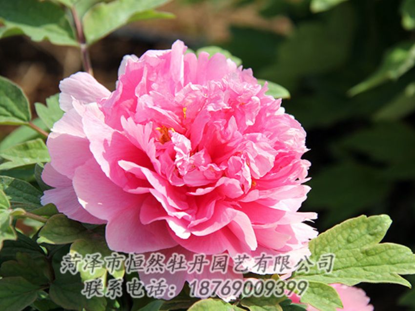 點擊查看詳細(xì)信息<br>標(biāo)題：粉色牡丹 閱讀次數(shù)：1848