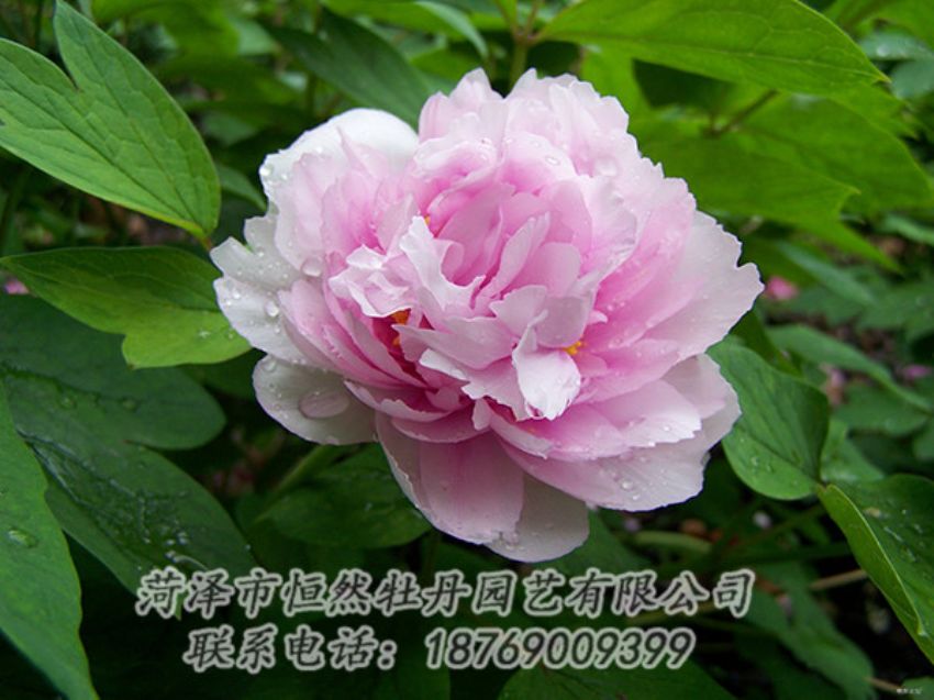 點(diǎn)擊查看詳細(xì)信息<br>標(biāo)題：粉色牡丹 閱讀次數(shù)：1922