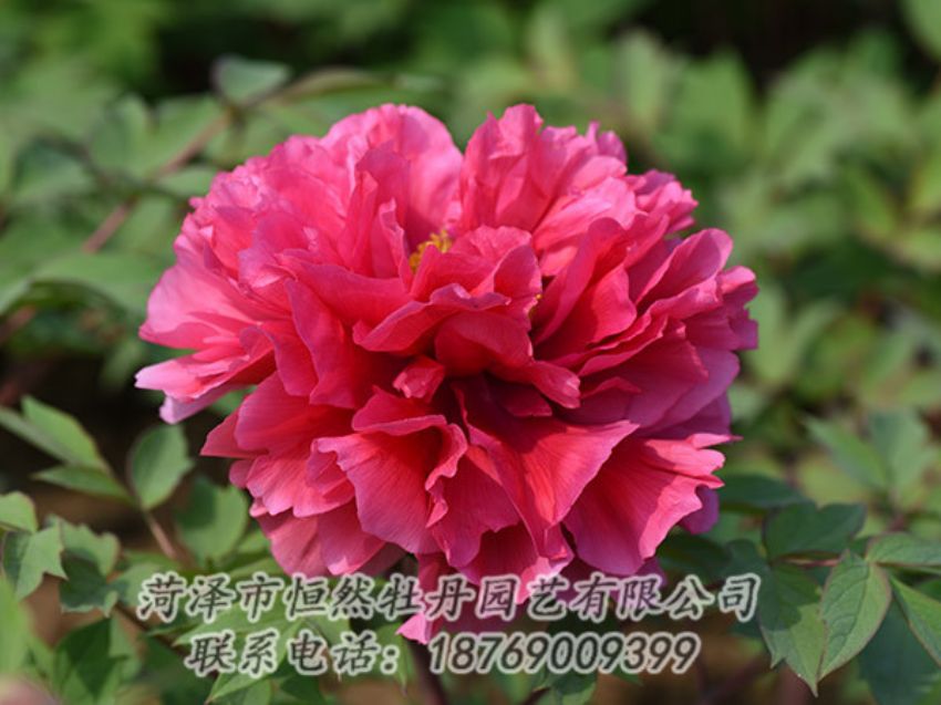 點(diǎn)擊查看詳細(xì)信息<br>標(biāo)題：紅色牡丹 閱讀次數(shù)：1959