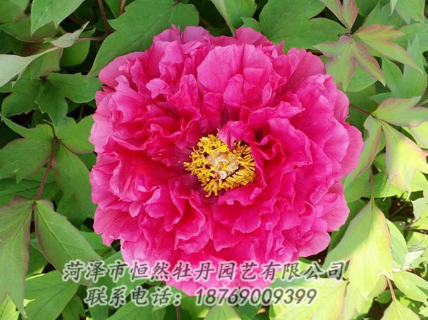 點(diǎn)擊查看詳細(xì)信息<br>標(biāo)題：紅色牡丹 閱讀次數(shù)：2076