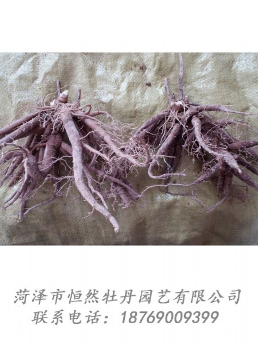 點(diǎn)擊查看詳細(xì)信息<br>標(biāo)題：二年芍藥苗 閱讀次數(shù)：2005