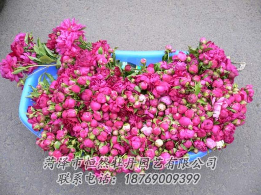 點(diǎn)擊查看詳細(xì)信息<br>標(biāo)題：芍藥切花 閱讀次數(shù)：2019