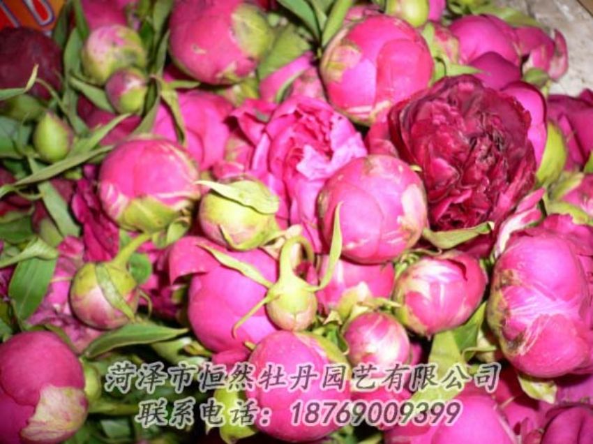 點(diǎn)擊查看詳細(xì)信息<br>標(biāo)題：芍藥切花 閱讀次數(shù)：2030