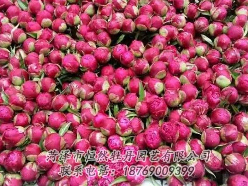 點(diǎn)擊查看詳細(xì)信息<br>標(biāo)題：芍藥切花 閱讀次數(shù)：2190