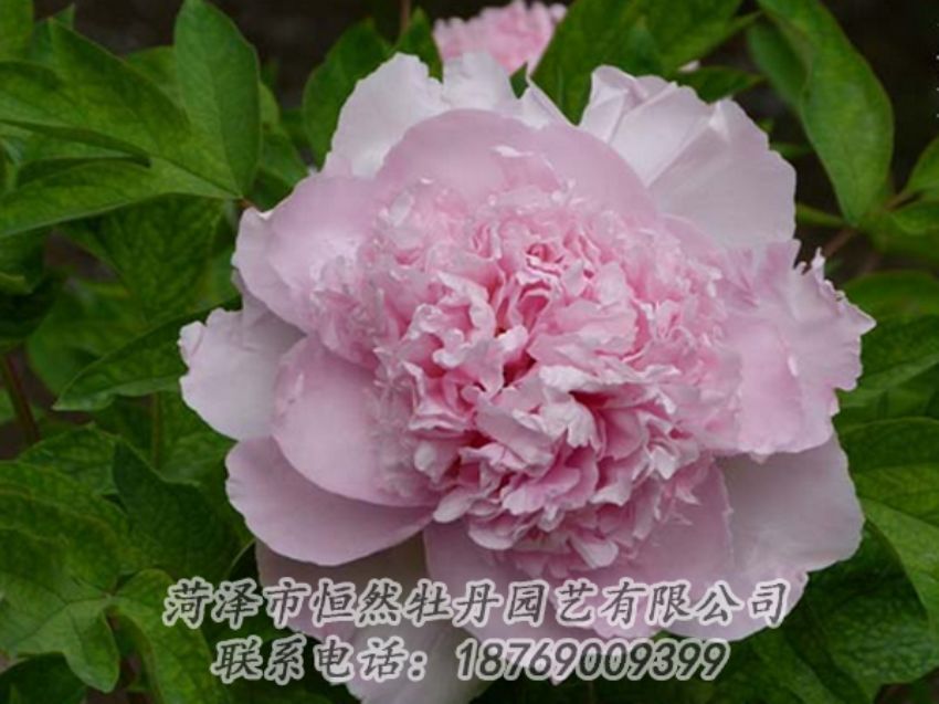 點(diǎn)擊查看詳細(xì)信息<br>標(biāo)題：粉色牡丹 閱讀次數(shù)：2038