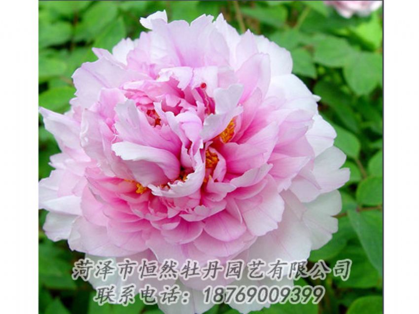 點(diǎn)擊查看詳細(xì)信息<br>標(biāo)題：粉色牡丹 閱讀次數(shù)：2005