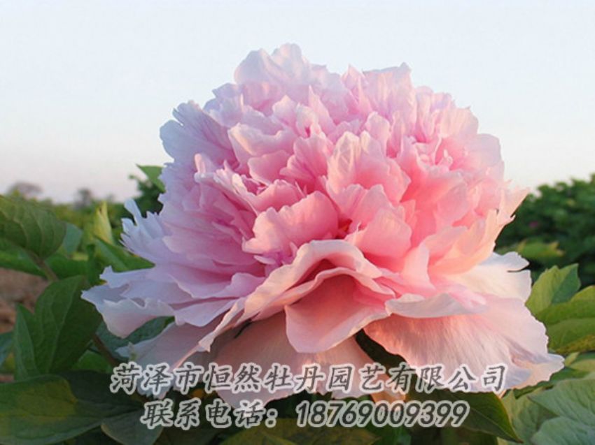 點(diǎn)擊查看詳細(xì)信息<br>標(biāo)題：粉色牡丹 閱讀次數(shù)：2079