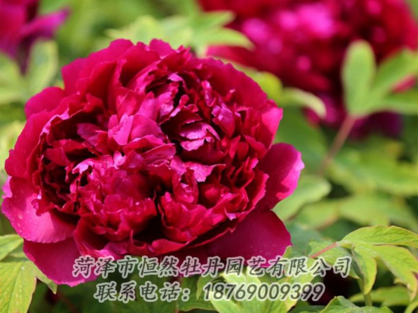 點(diǎn)擊查看詳細(xì)信息<br>標(biāo)題：黑色牡丹 閱讀次數(shù)：1954