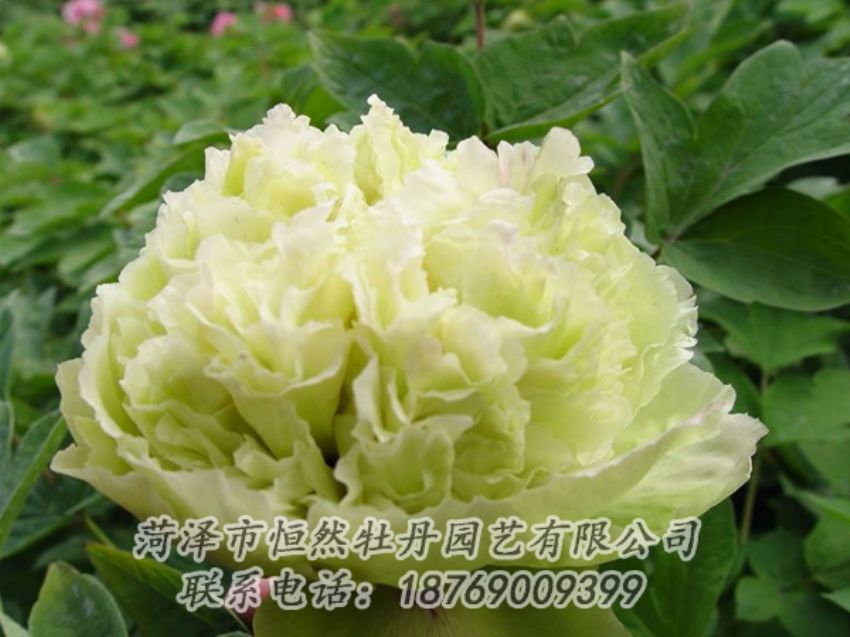 點(diǎn)擊查看詳細(xì)信息<br>標(biāo)題：綠色牡丹 閱讀次數(shù)：1926