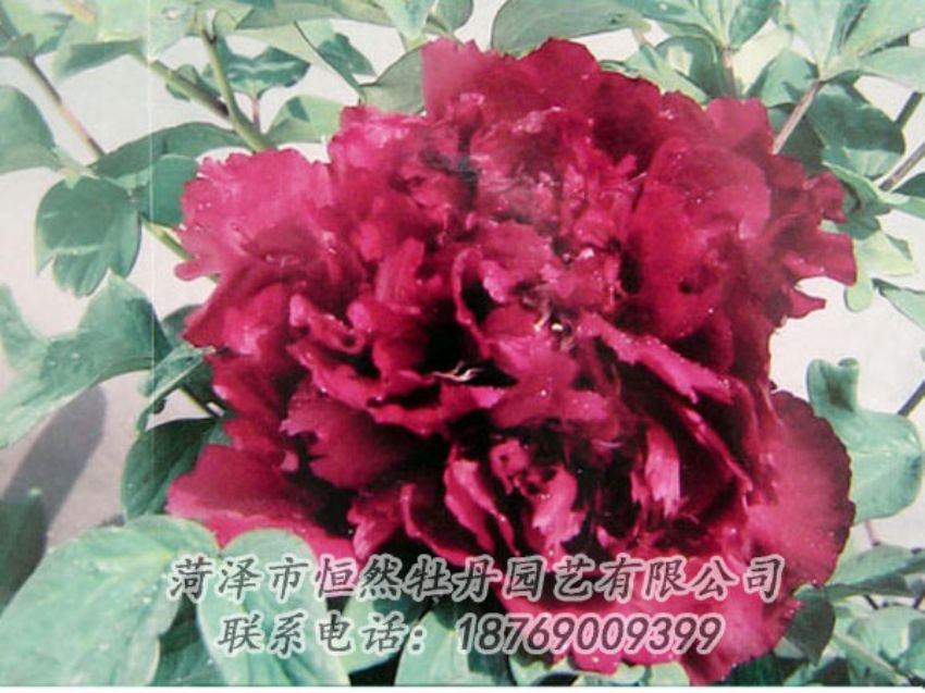 點(diǎn)擊查看詳細(xì)信息<br>標(biāo)題：黑色牡丹 閱讀次數(shù)：2046