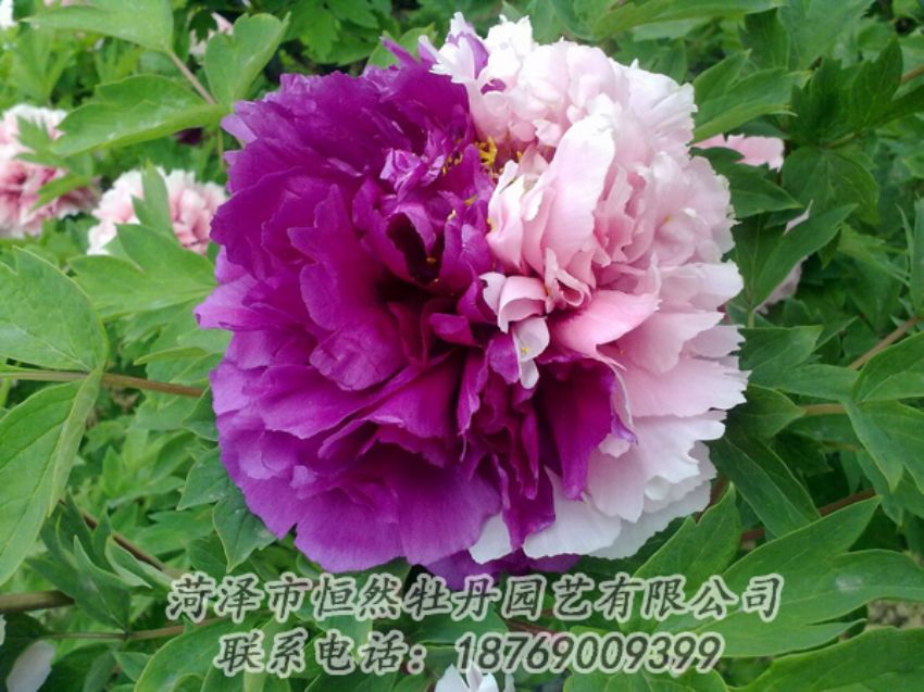 點(diǎn)擊查看詳細(xì)信息<br>標(biāo)題：復(fù)色牡丹 閱讀次數(shù)：2048