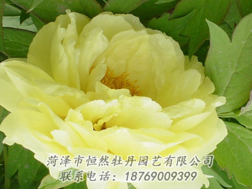 點(diǎn)擊查看詳細(xì)信息<br>標(biāo)題：黃色牡丹 閱讀次數(shù)：1984