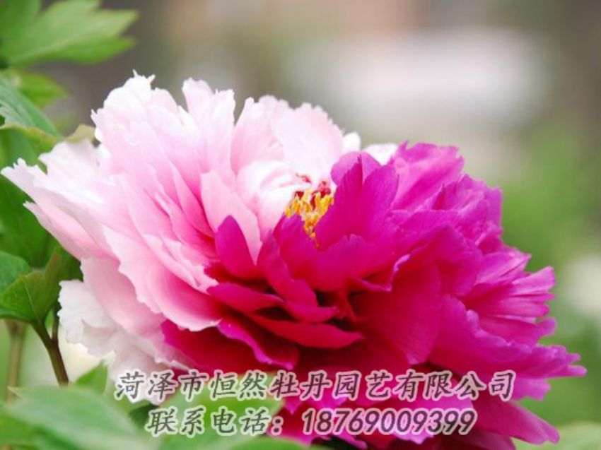 點(diǎn)擊查看詳細(xì)信息<br>標(biāo)題：花二喬 閱讀次數(shù)：2017