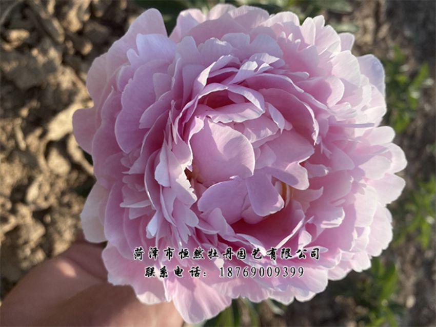 點(diǎn)擊查看詳細(xì)信息<br>標(biāo)題：進(jìn)口芍藥 閱讀次數(shù)：404