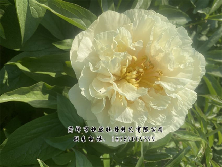 點(diǎn)擊查看詳細(xì)信息<br>標(biāo)題：進(jìn)口芍藥 閱讀次數(shù)：434