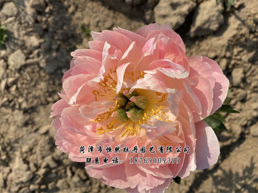 點(diǎn)擊查看詳細(xì)信息<br>標(biāo)題：進(jìn)口芍藥 閱讀次數(shù)：429