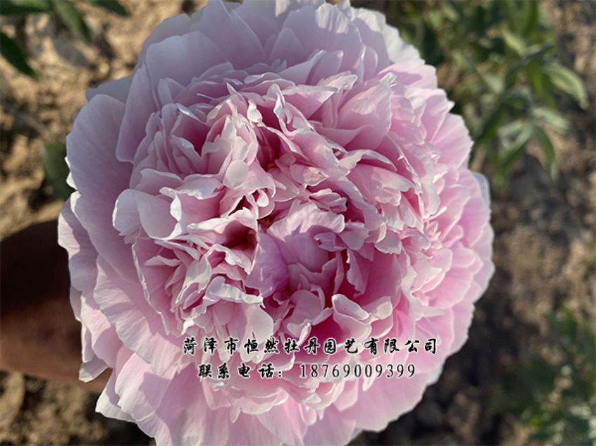 點(diǎn)擊查看詳細(xì)信息<br>標(biāo)題：進(jìn)口芍藥 閱讀次數(shù)：424