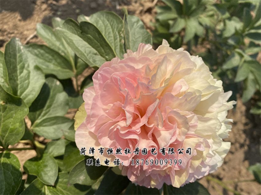 點(diǎn)擊查看詳細(xì)信息<br>標(biāo)題：進(jìn)口芍藥 閱讀次數(shù)：424